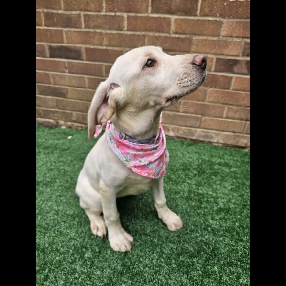 Labrador Retriever - Both