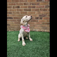 Labrador Retriever - Both