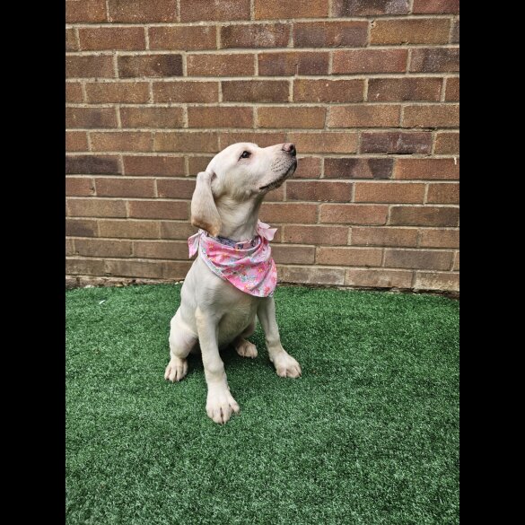 Labrador Retriever - Both
