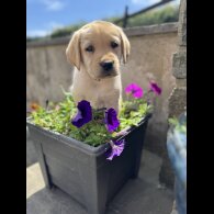 Labrador Retriever - Both