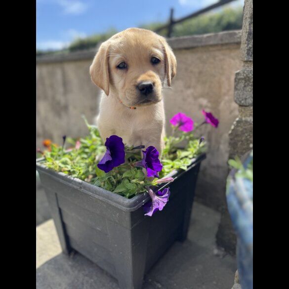 Labrador Retriever - Both