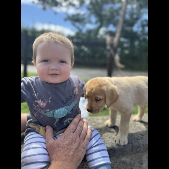 Labrador Retriever - Both