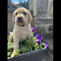 Labrador Retriever - Both