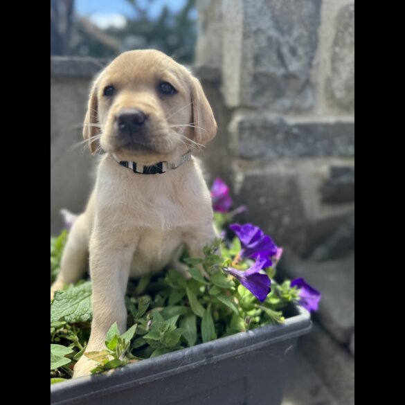 Labrador Retriever - Both