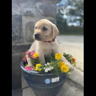 Labrador Retriever - Both