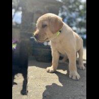 Labrador Retriever - Both