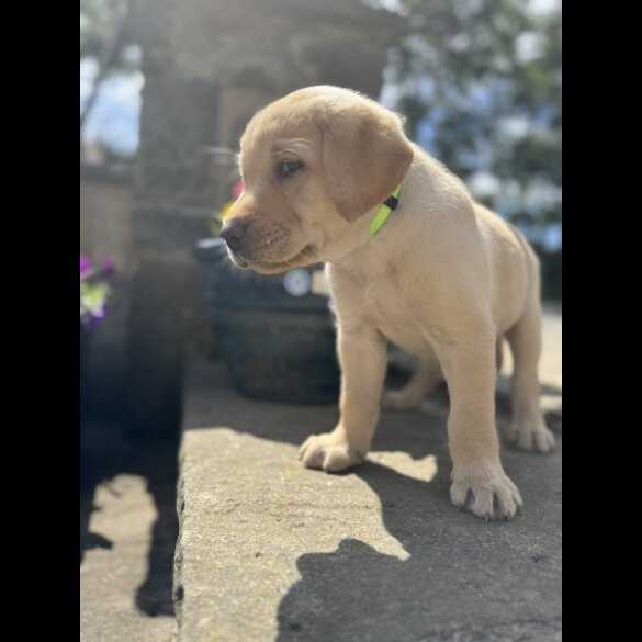 Labrador Retriever - Both