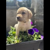 Labrador Retriever - Both