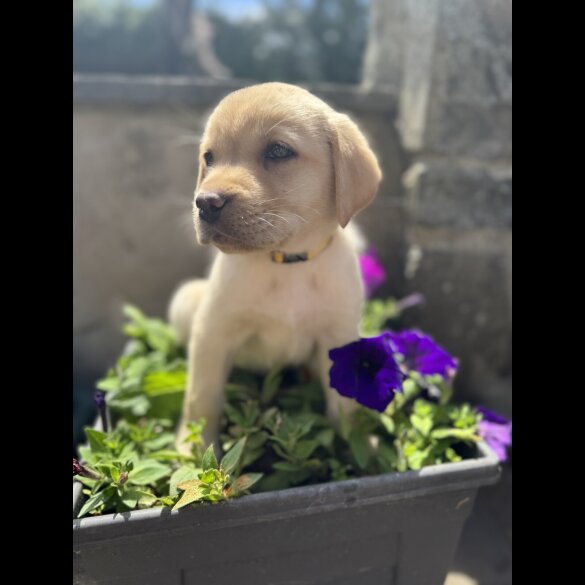 Labrador Retriever - Both