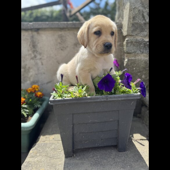 Labrador Retriever - Both