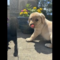 Labrador Retriever - Both