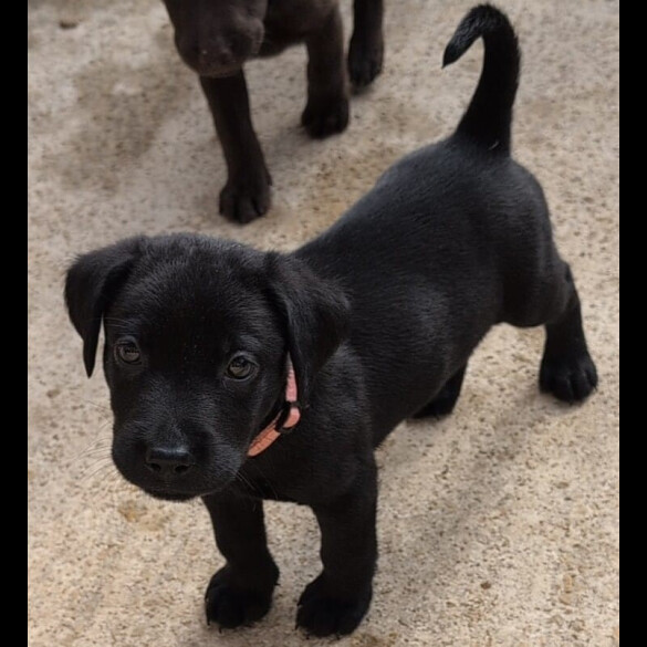 Labrador Retriever - Bitches