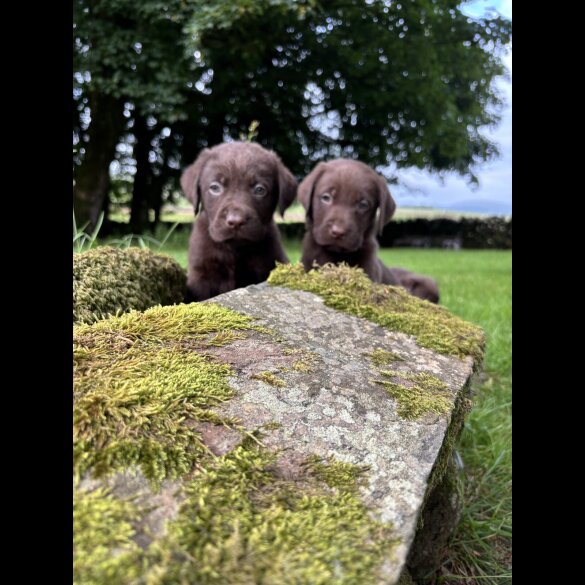 Labrador Retriever - Both