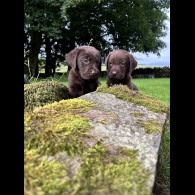 Labrador Retriever - Both