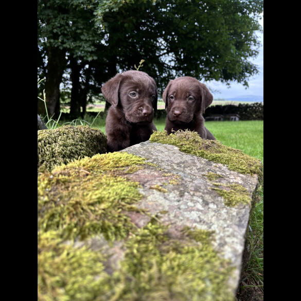Labrador Retriever - Both