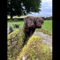 Labrador Retriever - Both