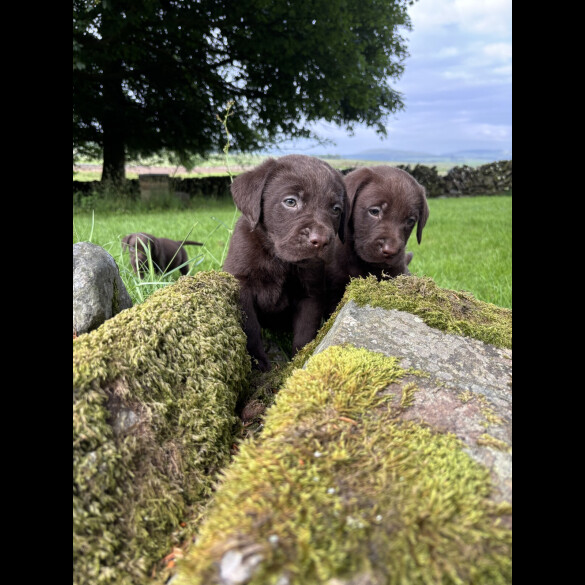 Labrador Retriever - Both