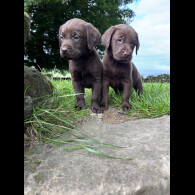 Labrador Retriever - Both