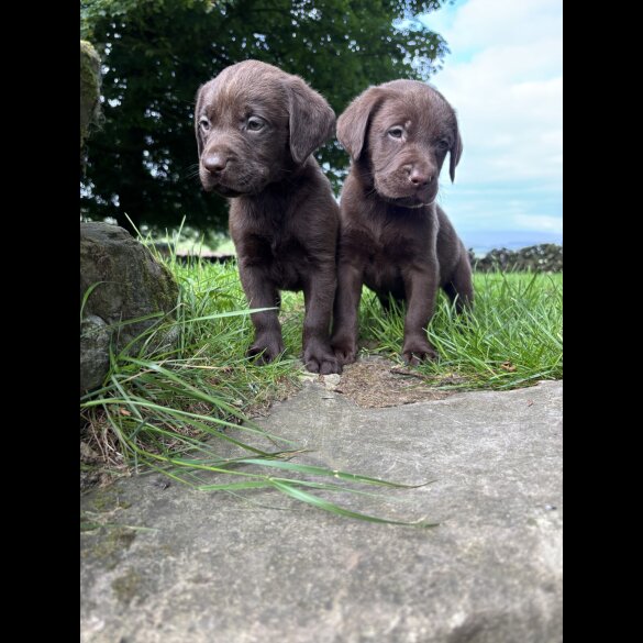 Labrador Retriever - Both