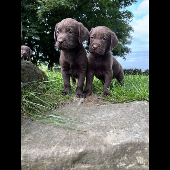 Labrador Retriever - Both
