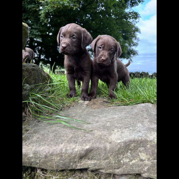 Labrador Retriever - Both