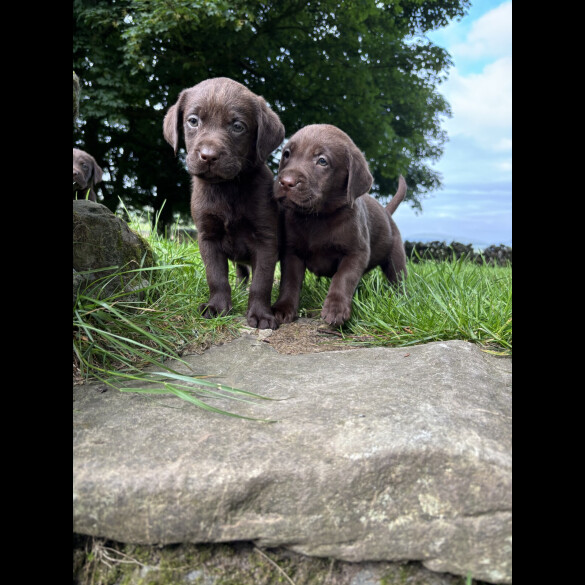 Labrador Retriever - Both