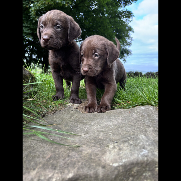 Labrador Retriever - Both