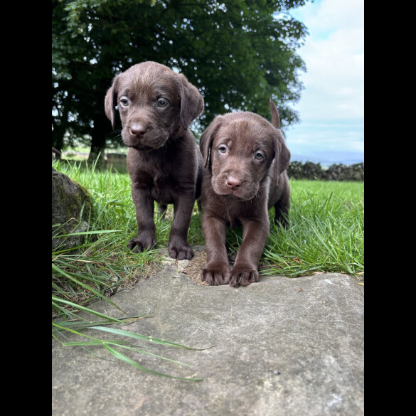 Labrador Retriever - Both
