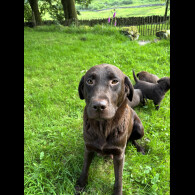 Labrador Retriever - Both