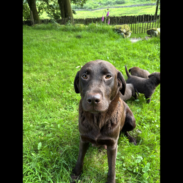 Labrador Retriever - Both