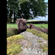 Labrador Retriever - Both