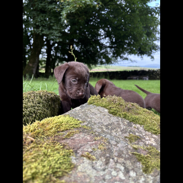 Labrador Retriever - Both