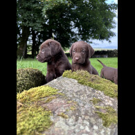 Labrador Retriever - Both