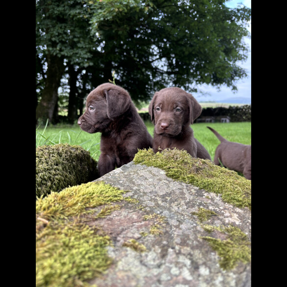 Labrador Retriever - Both