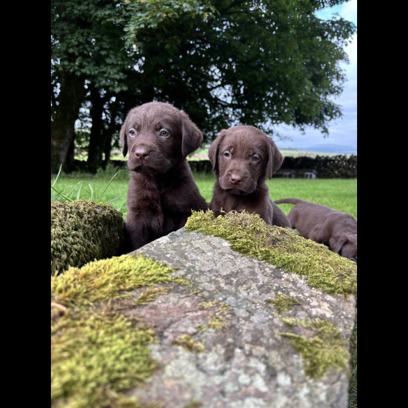 Labrador Retriever - Both