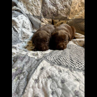Labrador Retriever - Both