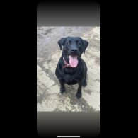 Mixed Breed - Both