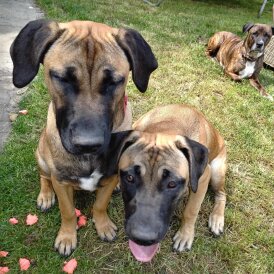 Staffordshire Bull Terrier - Bitches