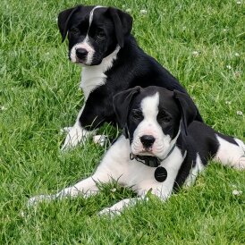 English Bulldog - Both