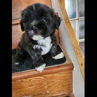 Lhasa Apso - Both