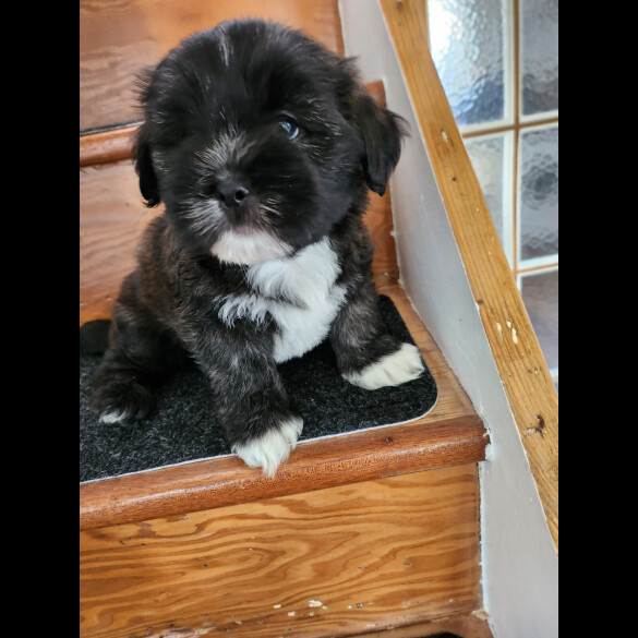 Lhasa Apso - Both