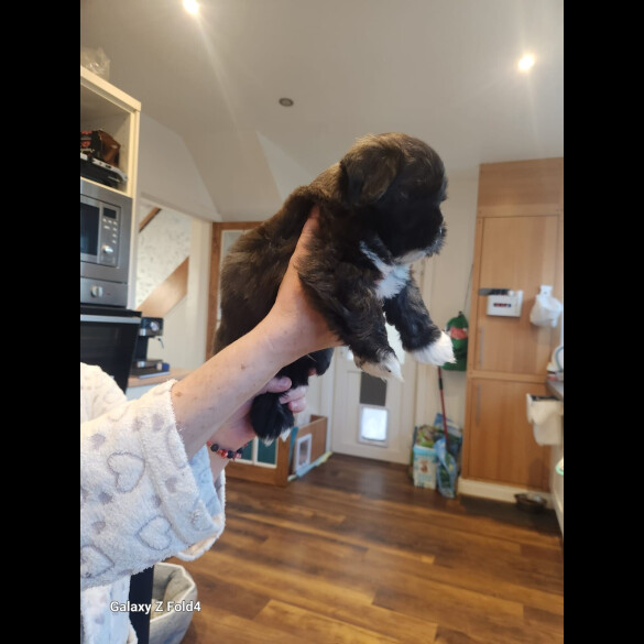 Lhasa Apso - Both