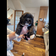 Lhasa Apso - Both