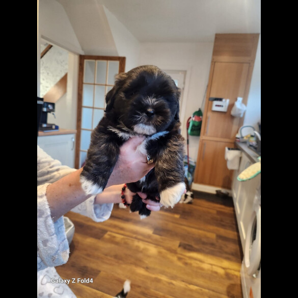 Lhasa Apso - Both
