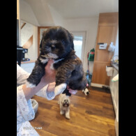 Lhasa Apso - Both