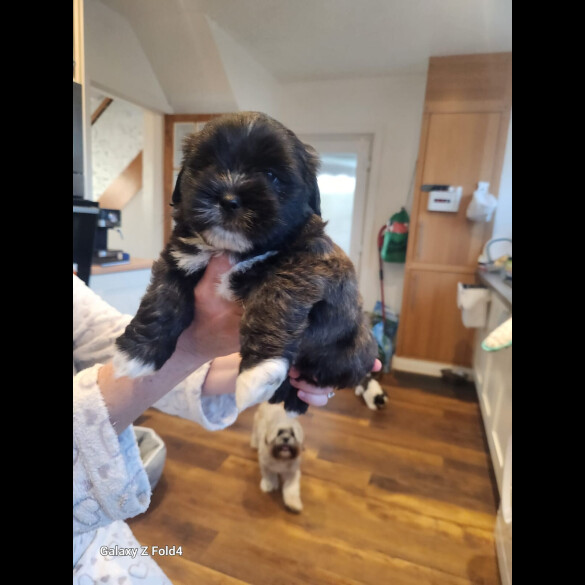 Lhasa Apso - Both