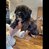 Lhasa Apso - Both