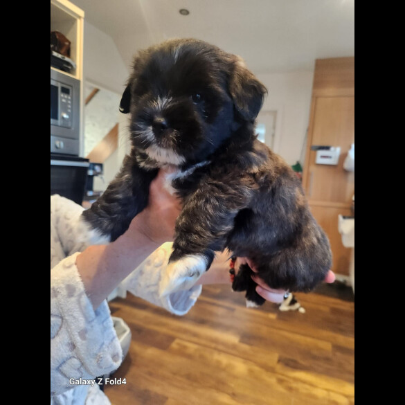Lhasa Apso - Both