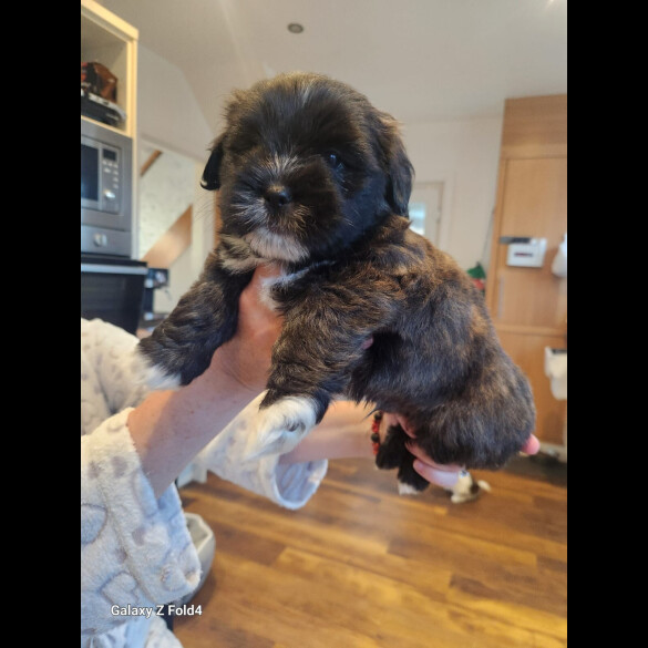 Lhasa Apso - Both