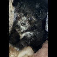 Maltese - Both